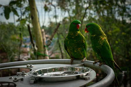 Two green Scaly-breasted lorikeet parrot perched near a metal plate